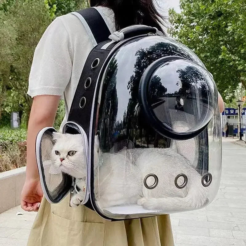 Gato branco em mochila transparente para pets ao ar livre, transporte de animais.