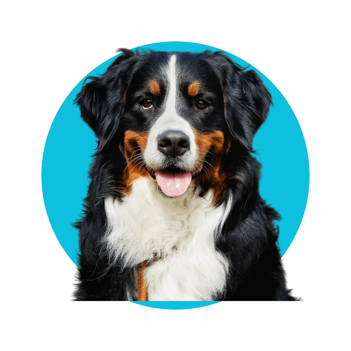 Cão Bernese de pelo longo em fundo azul, foto de cachorro para coleção de moldes