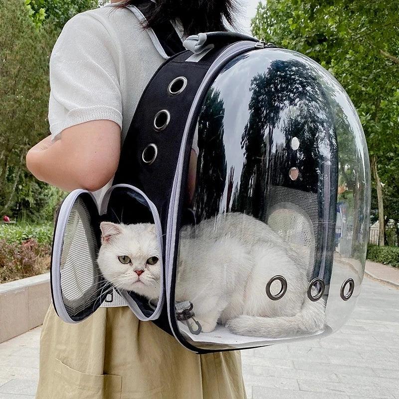 Gato branco em mochila transparente para pets, ao ar livre em um parque